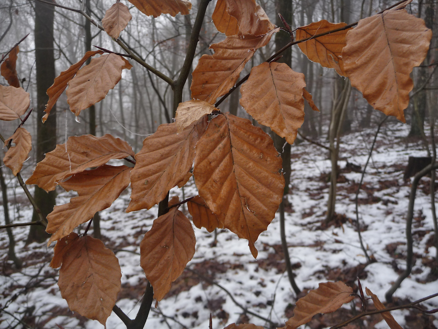 Im Winter zeigen junge Rotbuchen das schönste Rotbraun im Wald.