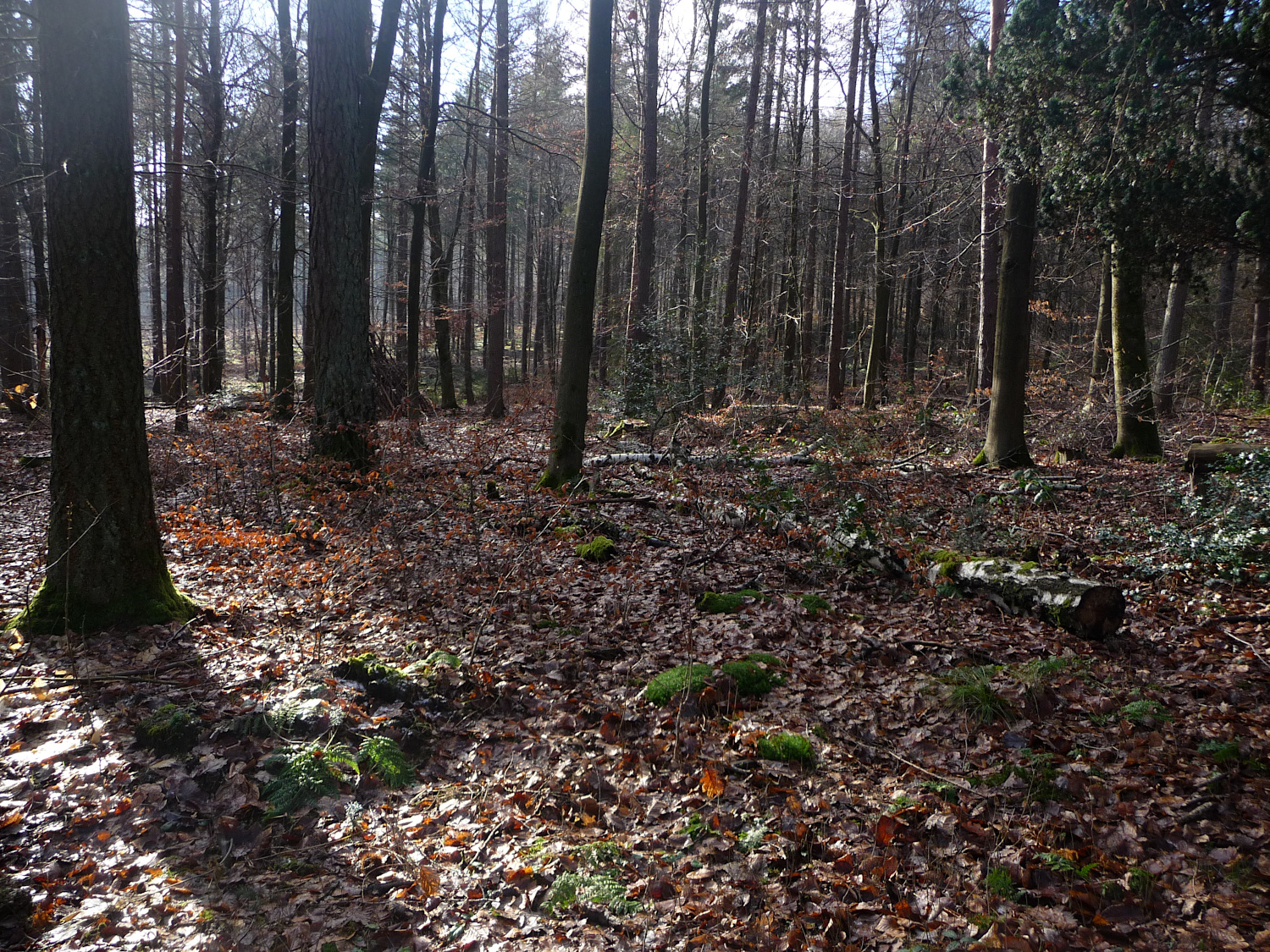 Buchenwald im Gegenlicht. Rechts sind Zweige einer großen Eibe zu erkennen.
