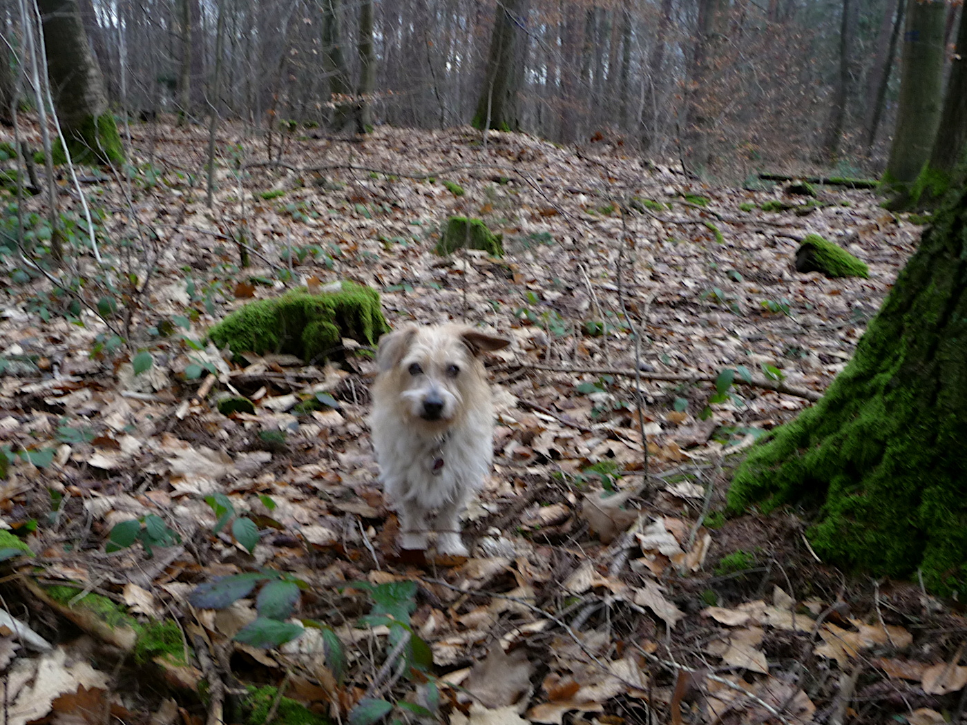 Der Waldhund - bei trübem Wetter verschwindet Oskar optisch in der Laubstreu.
