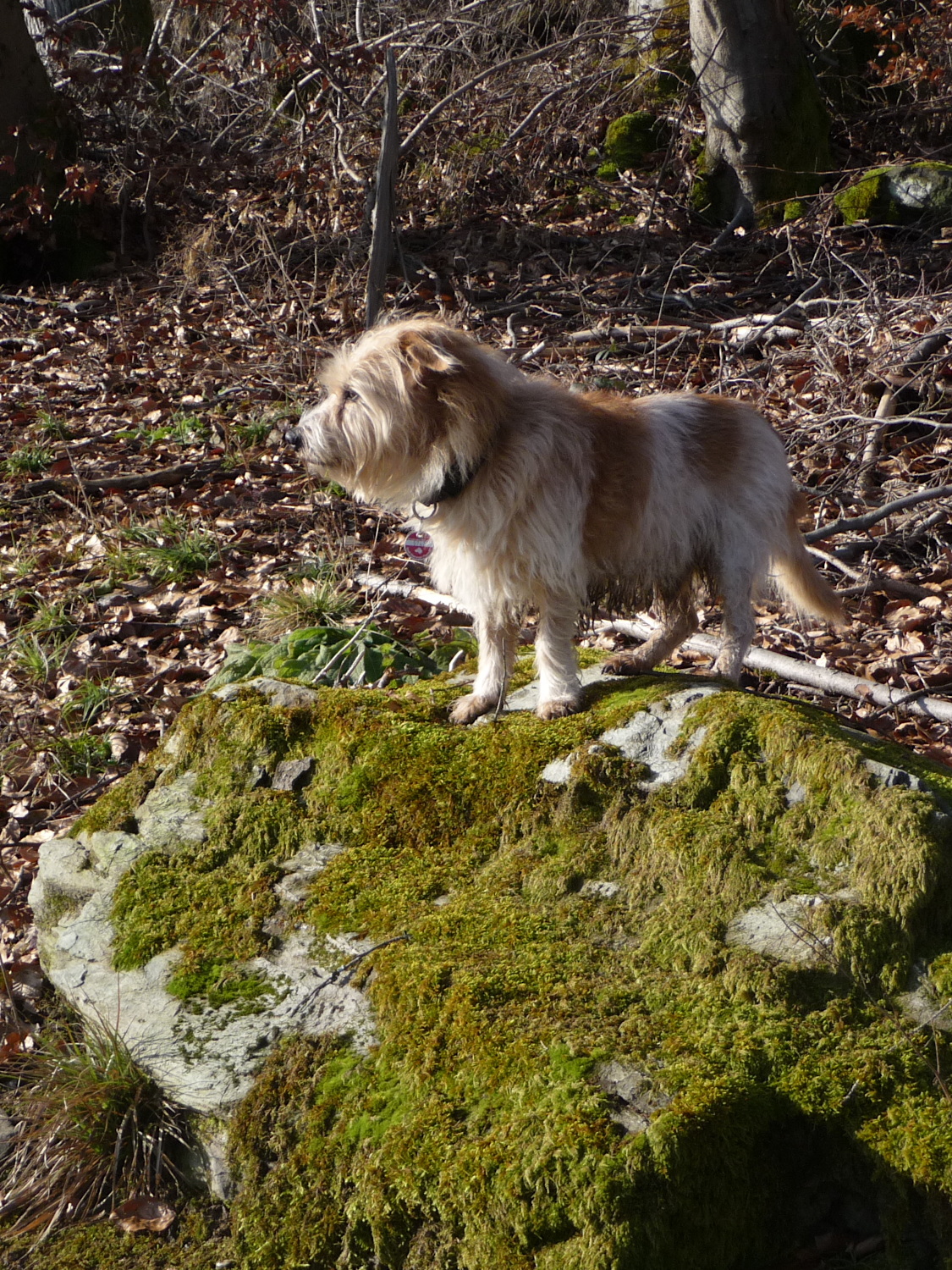 Oskar ist klein, klettert aber geschickt auf Felsen. So gewinnt er Überblick - und nähert sich seinen Menschen an.