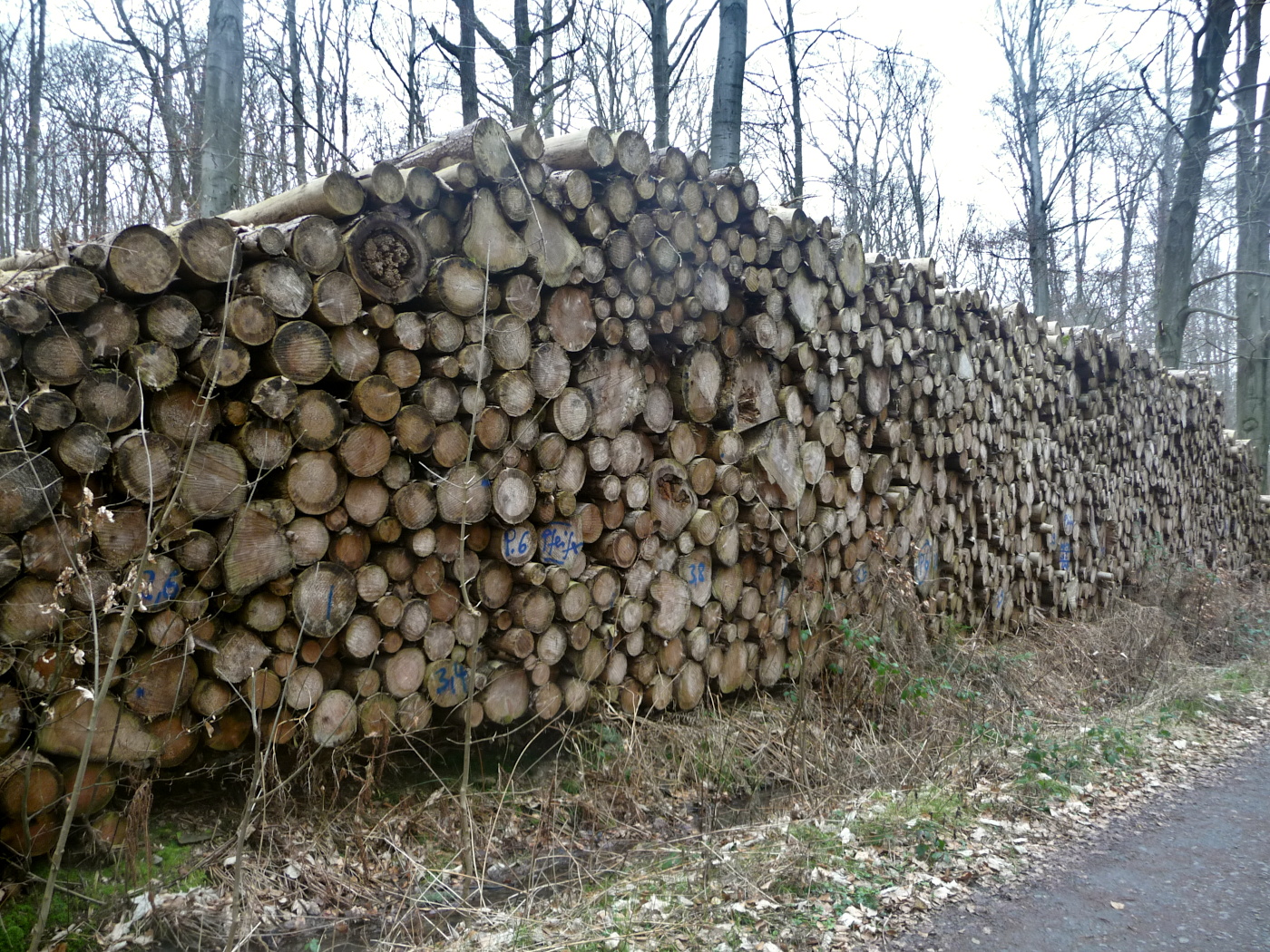 Nur einer von zahlreichen Stapeln Fichtenholzes, die im Oberurseler Forst lagern. Kaum vorstellbar, dass Zellulose und Bauholz Mangelware seien...