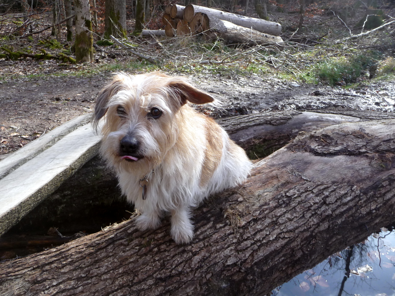 Oskar auf dem Eichenstamm, der seit vergangenem Sommer verhindern soll, dass das Wasser aus dem kleinen Molchtümpel abläuft