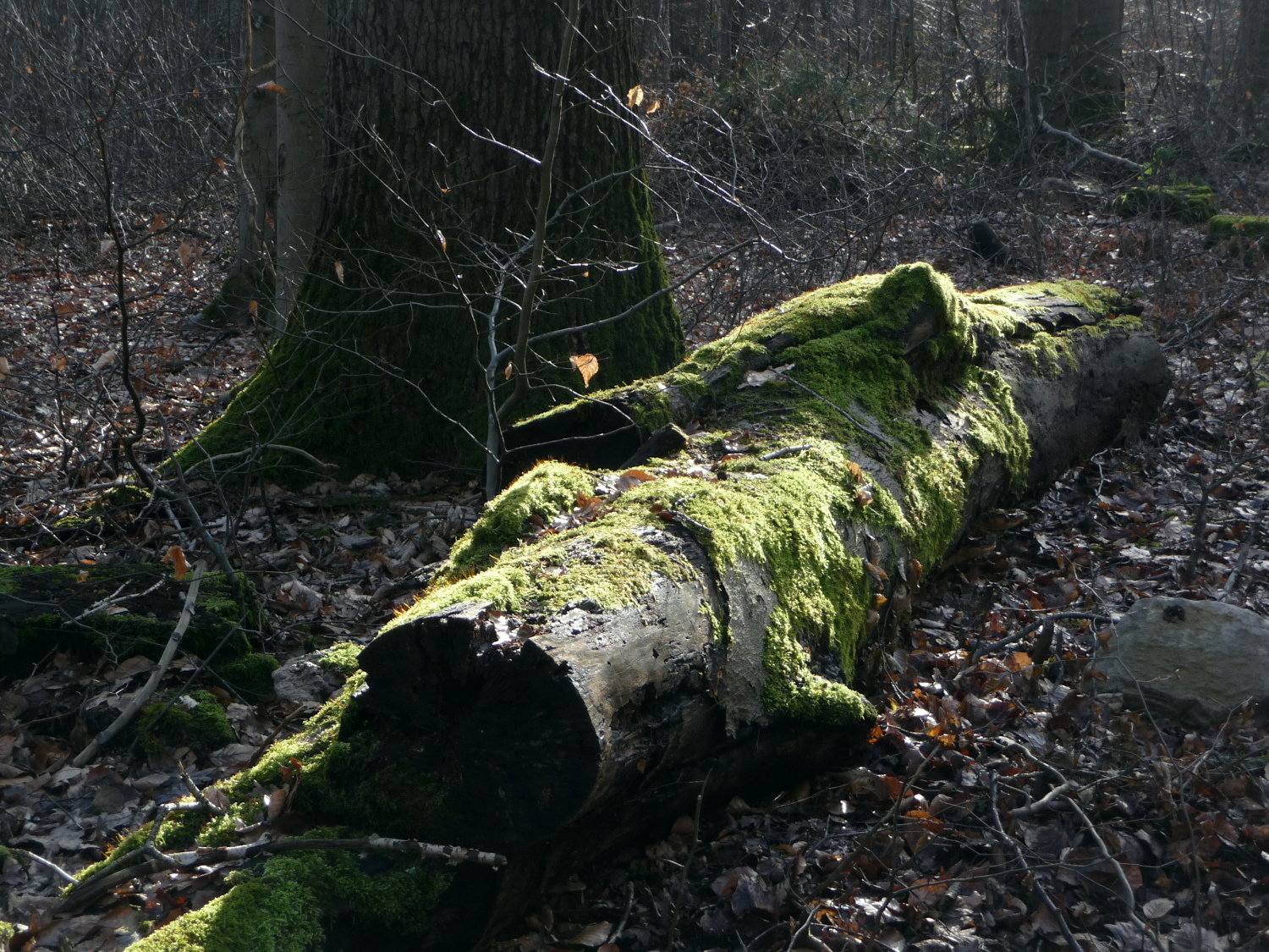 Moos überzieht einen alten Buchenstamm, grünes Leuchten im Wald.