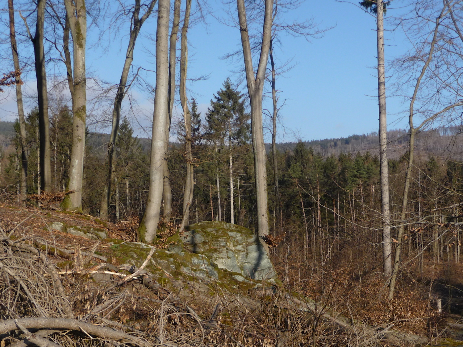 Der Hünerberg besteht zum großen Teil aus Grünschiefer. Am Fels erkennt Ihr es .